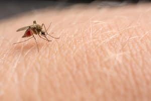 Ob Biozid oder Mückenstecker mit Ultraschall: Im eigenen Test zählt vor allem die Wirkung